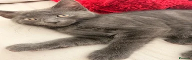 Ragdoll mix kitten 1