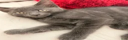 Mixed Breed cats for sale: Beautiful Ragdoll mix kittens. - Advert 37