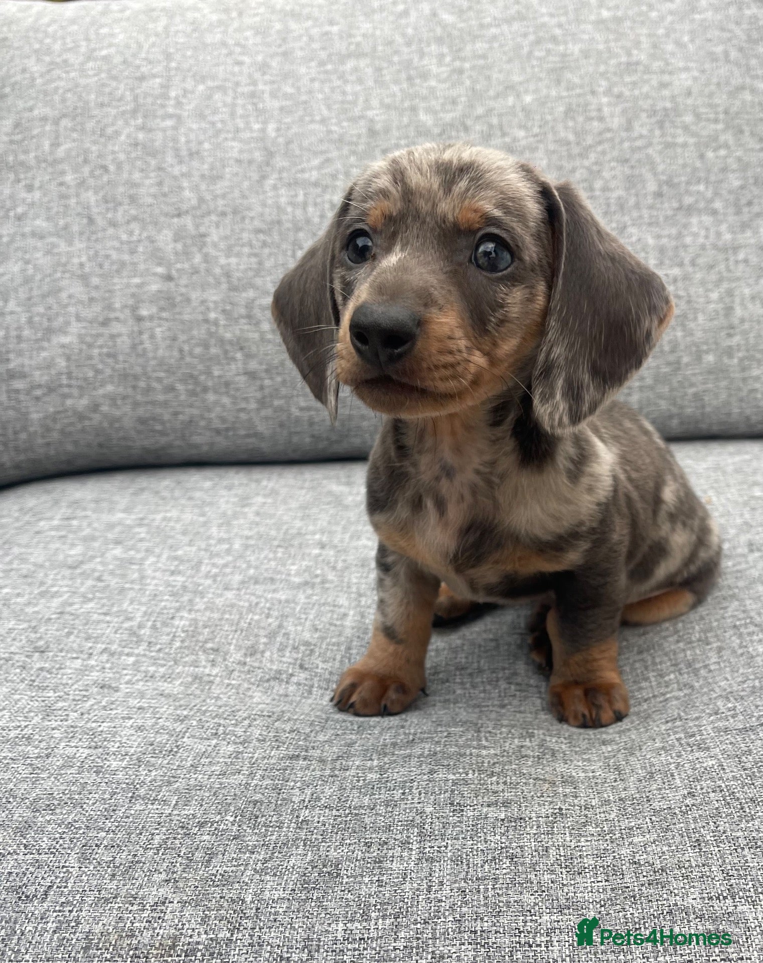 Miniature Dachshund dogs Kaninchen dashound puppies - Advert 1