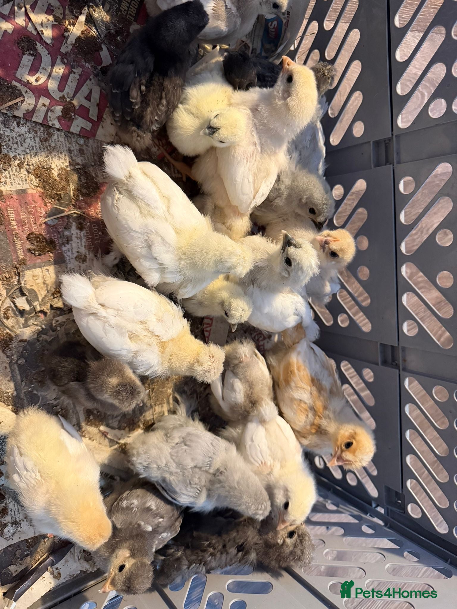 Chickens poultry for sale: Mixed banthams - Advert 4