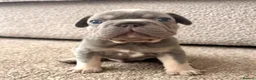 French Bulldog dogs for sale: ❤️READY TO LEAVE French-bulldog puppies ❤️ - Advert 14