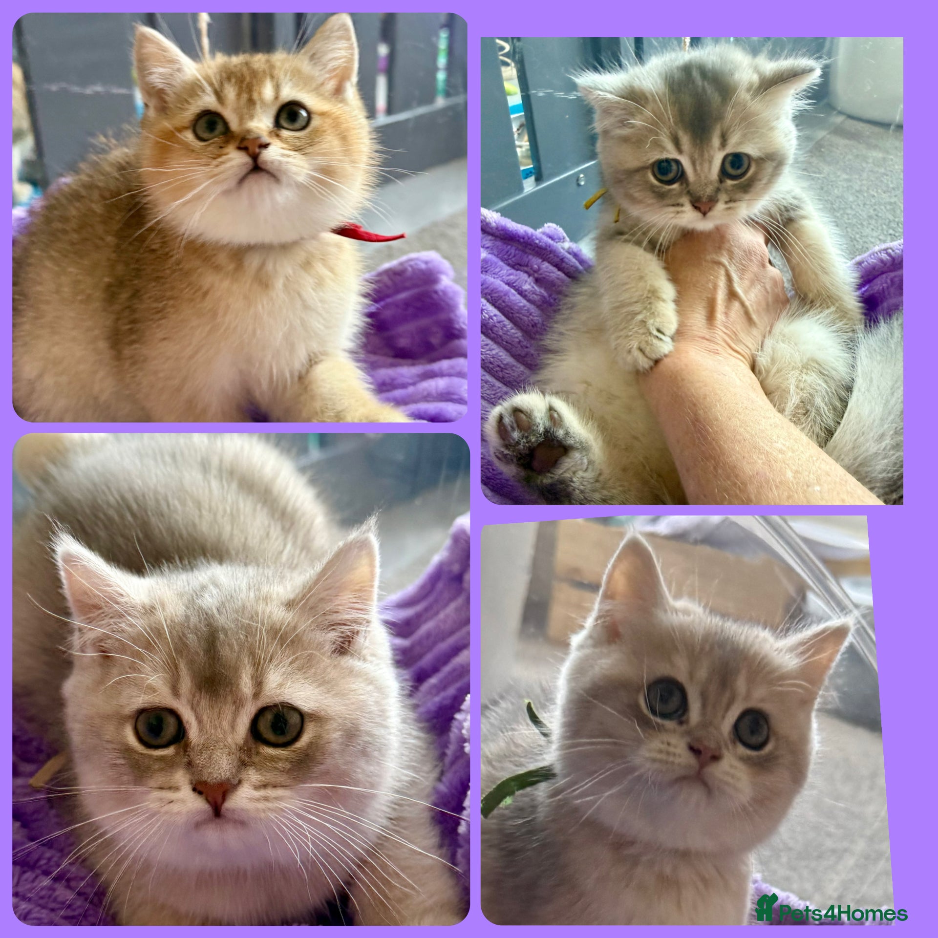 British Shorthair cats British Shorthair Golden Kittens  - Advert 1