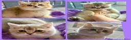 British Shorthair cats for sale: British Shorthair Golden Kittens  - Advert 1