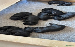 Cocker Spaniel dogs for sale: Cocker Spaniel Puppies looking for the best homes - Image 5