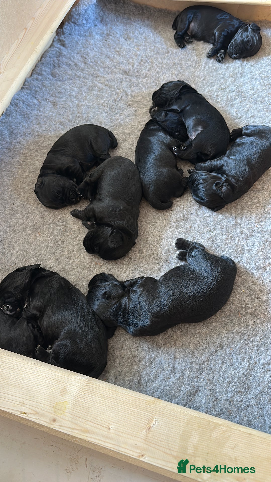 Cocker Spaniel dogs for sale: Cocker Spaniel Puppies looking for the best homes - Image 5