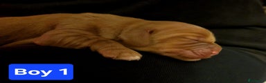 Boy 1