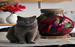 British Shorthair cats for sale: Cuddly Ginger Kitten Waiting for You 🐾 - Image 7
