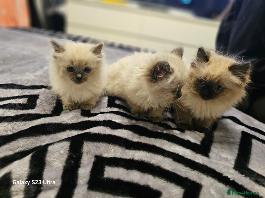 Ragdoll cats for sale: Pure breed Ragdoll  kittens  - Image 5