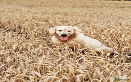 Golden Retriever dogs for sale: Newmiller Retrievers New Litter Announcement - Image 4