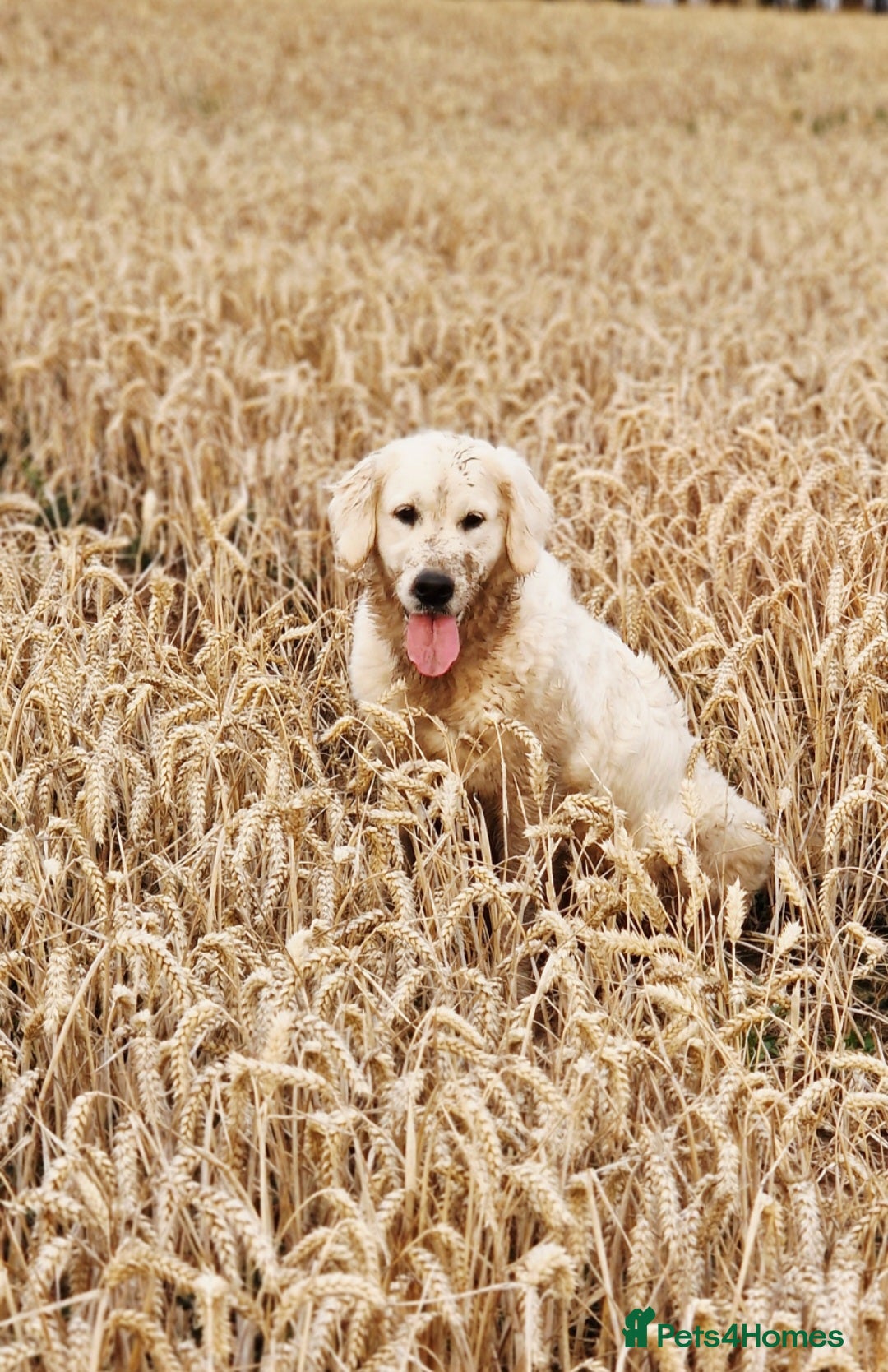 Golden Retriever dogs for sale: Newmiller Retrievers New Litter Announcement - Image 4