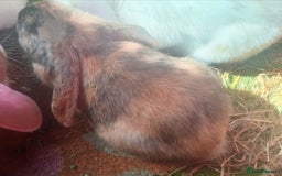 Tan rabbits for sale: Rabbits x2 both male brothers  - Image 2