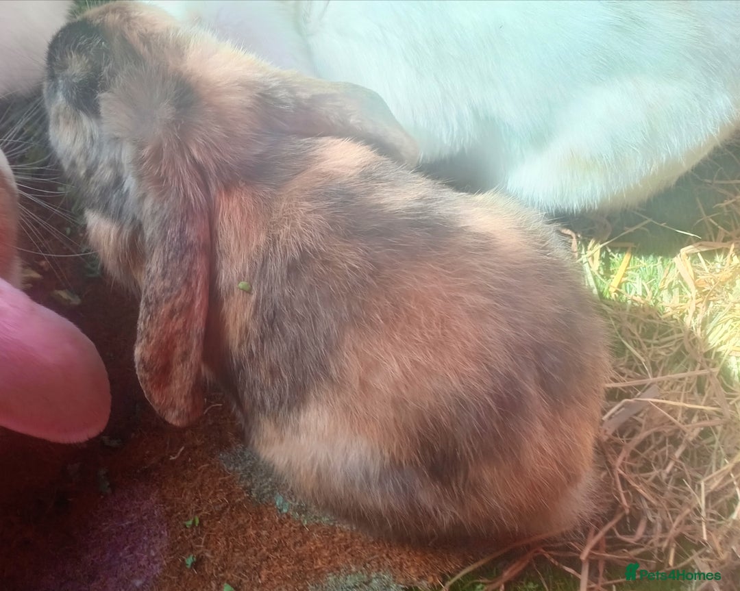 Tan rabbits for sale: Rabbits x2 both male brothers  - Image 2