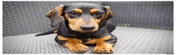 Dachshund dogs for sale: Female Dachshund  - Advert 17