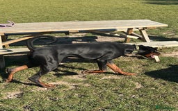 Dobermann dogs for sale: Stunning Male Dobermann 8 months old  - Image 4