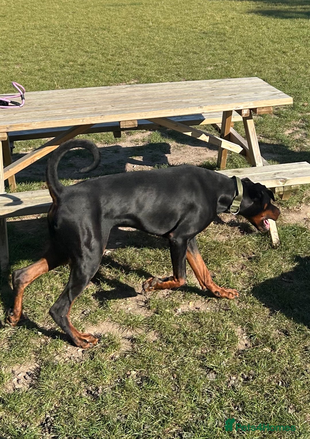 Dobermann dogs for sale: Stunning Male Dobermann 8 months old  - Image 4