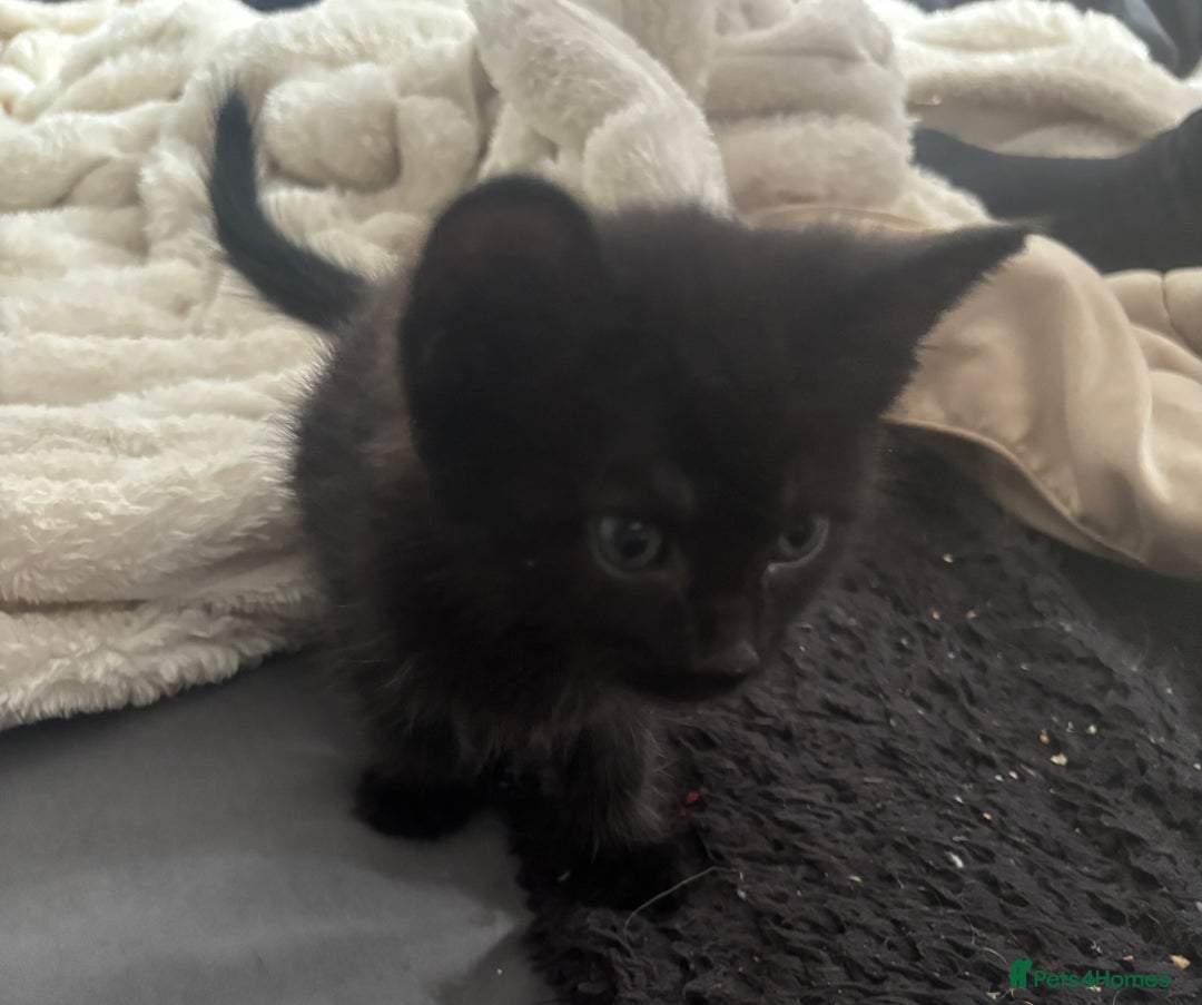 British Shorthair cats for sale: X4 male British shorthair X kittens - Image 15