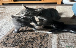 Mixed Breed cats for sale: 1 LH Blue boy 1 SH black & white boy 1 Tabby girl - Image 1