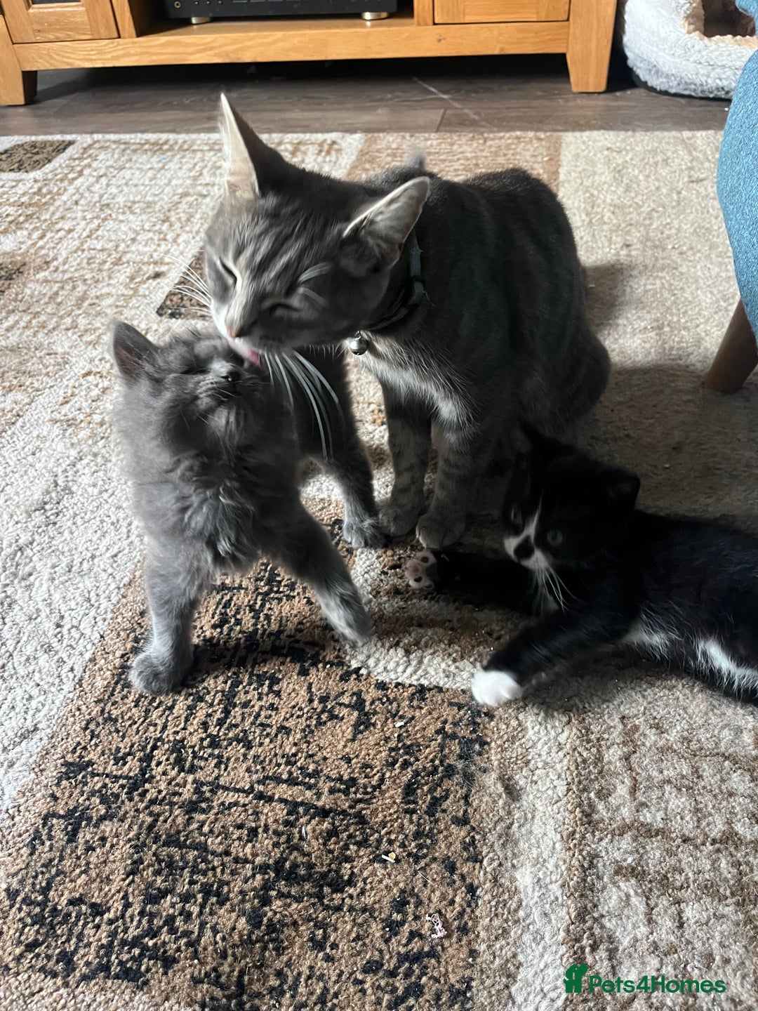 Mixed Breed cats for sale: 1 LH Blue boy 1 SH black & white boy 1 Tabby girl - Image 1