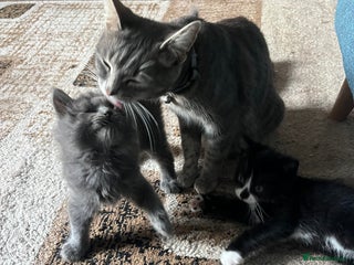 Mixed Breed cats - Advert 16