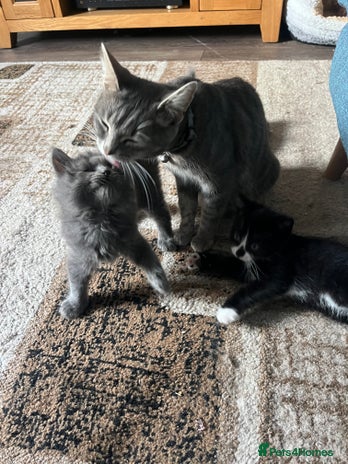 Mixed Breed cats - Advert 12