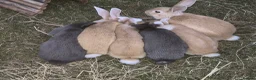 Dwarf Lop rabbits for sale: Rabbits for sale  in Warrington - Advert 2