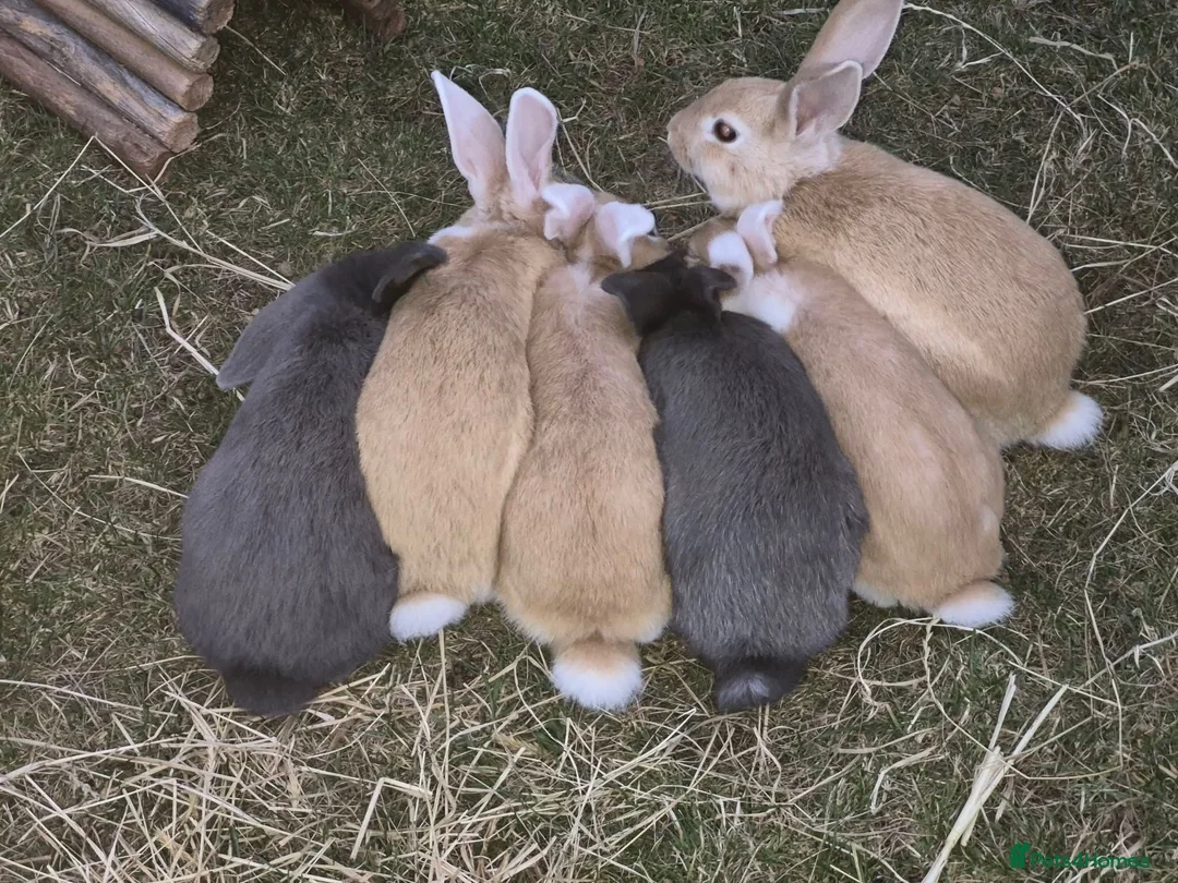 Dwarf Lop rabbits for sale: Rabbits for sale  in Warrington - Advert 2