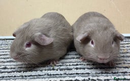 Guinea Pig rodents for sale: Lilac Boar’s & Swiss Cali marked Boar - Image 5