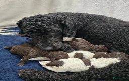 Spanish Water Dog dogs for sale: Spanish Water Dog Puppies - Image 5