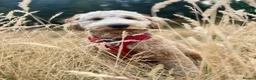 Goldendoodle dogs for stud: StandardGoldendoodle Stud–Intelligent,Non-Shedding in Loughborough - Advert 2