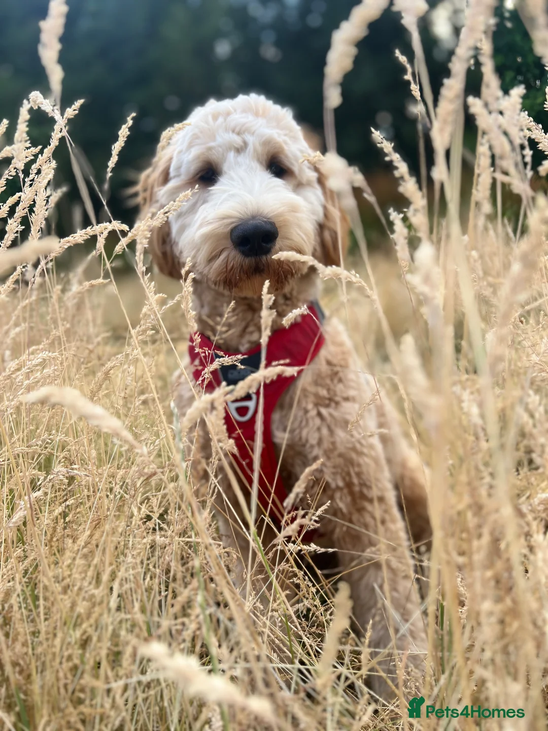 Goldendoodle dogs for stud: StandardGoldendoodle Stud–Intelligent,Non-Shedding in Loughborough - Advert 2