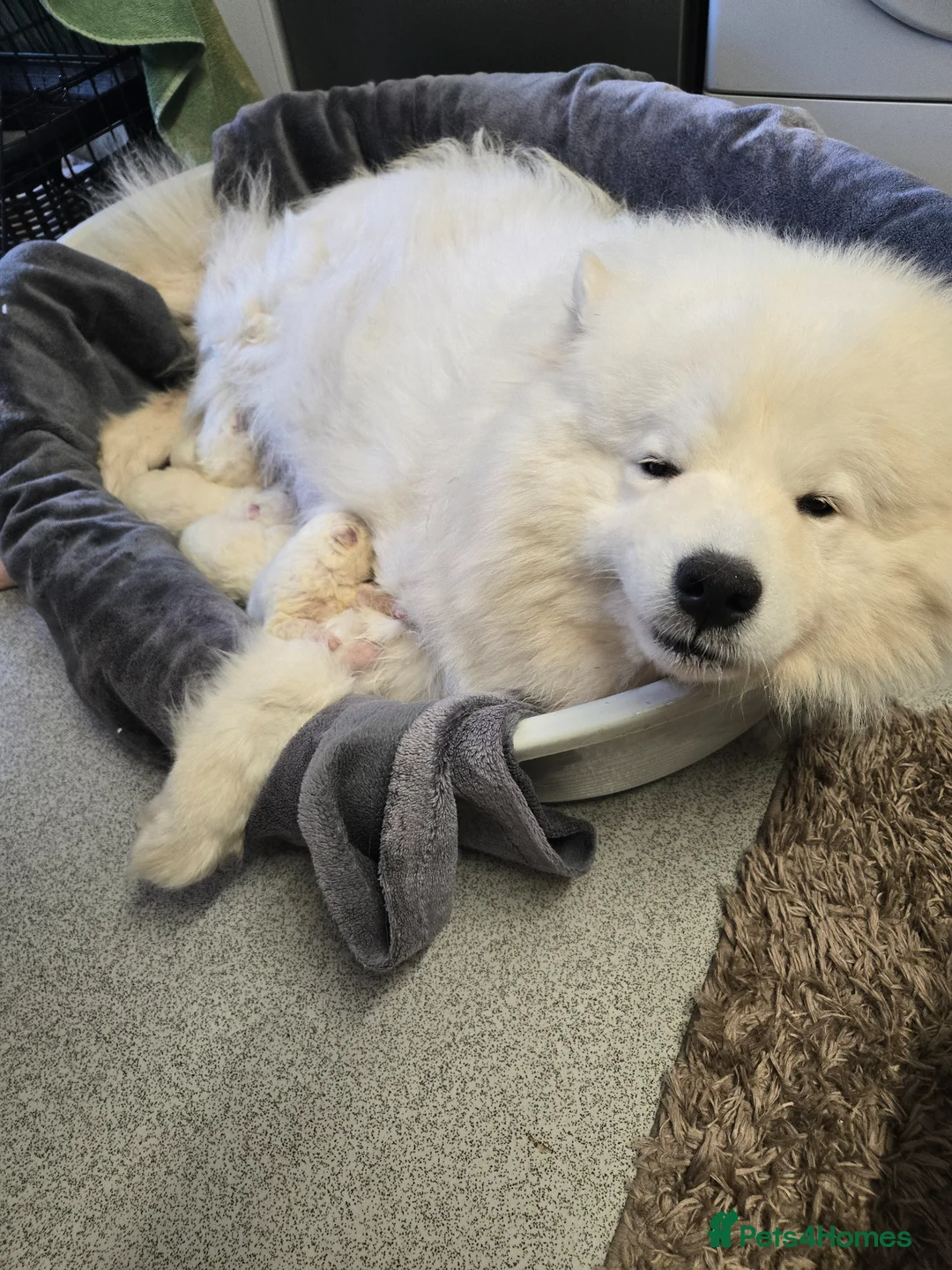 Samoyed dogs for sale: KC registered Pure Bred Samoyed Puppies - Advert 2