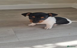 Jack Russell dogs for sale: 2 full jack russells boys - Image 7