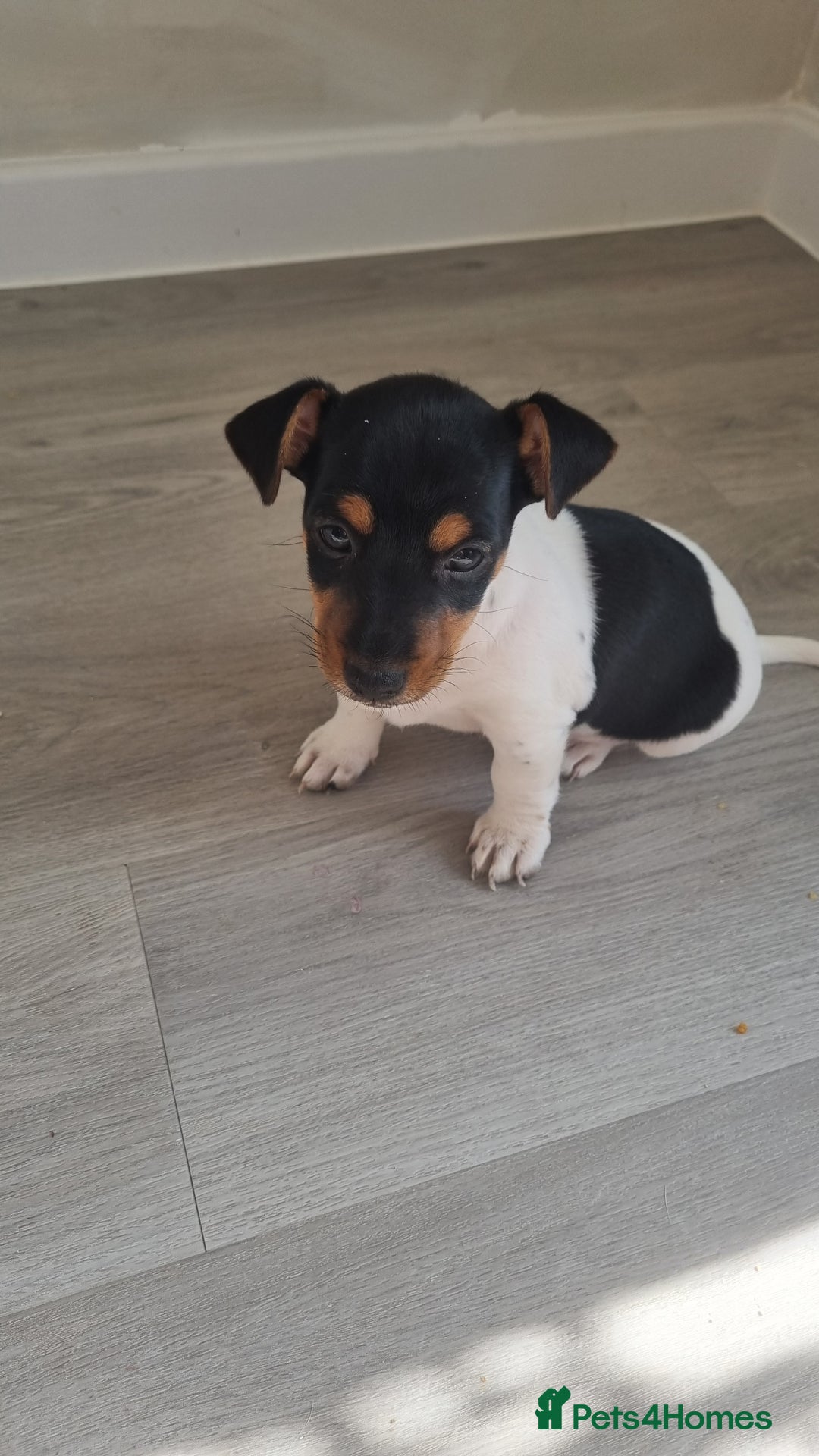 Jack Russell dogs for sale: 2 full jack russells boys - Image 7
