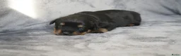Rottweiler dogs for sale: Two Rottweiler puppies left to reserve!  - Advert 5