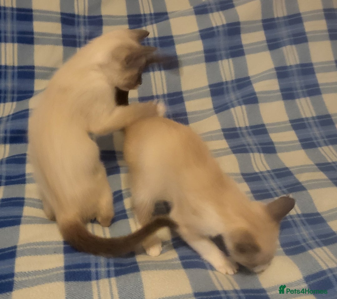 Snowshoe cats for sale: Rare Pedigree Snowshoe Kittens  - Image 6