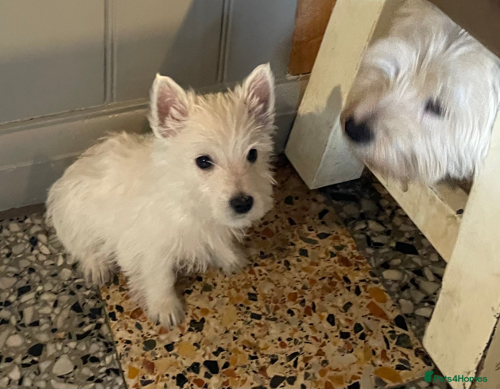 West Highland Terrier dogs Beautiful west highland puppies - Advert 8