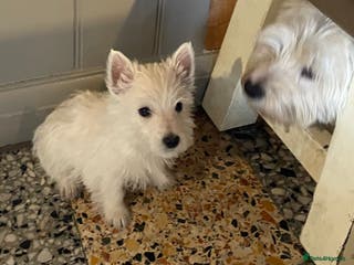 West Highland Terrier dogs Beautiful west highland puppies - Advert 3