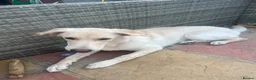 Mixed Breed dogs for sale: German Shepard 1/4 lab in Slough - Advert 2