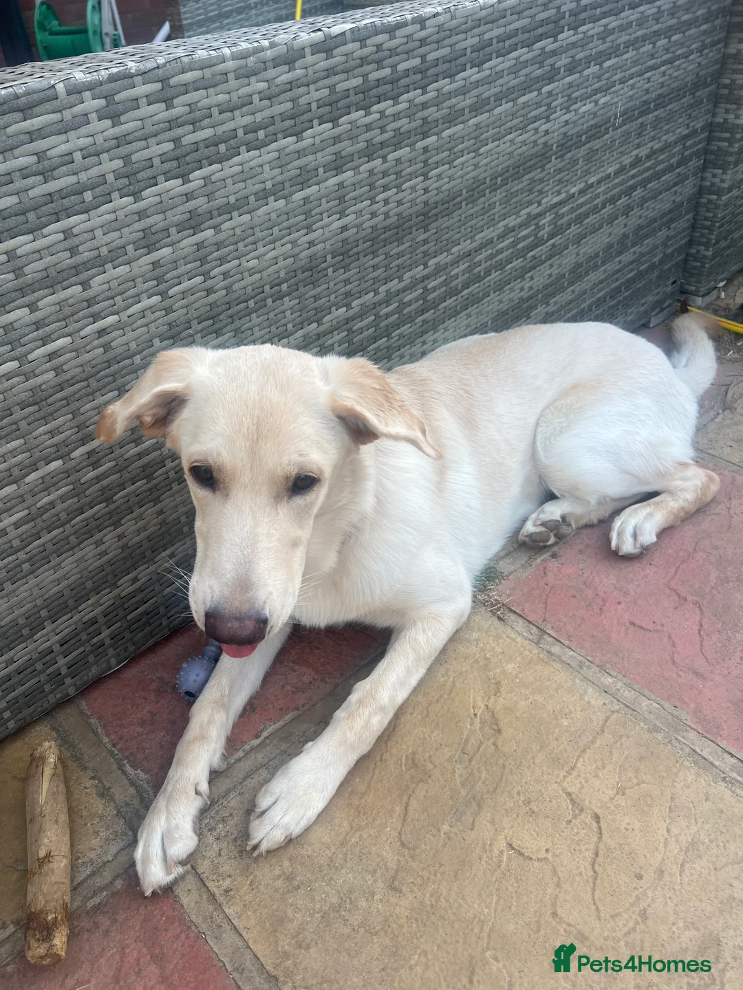 Mixed Breed dogs for sale: German Shepard 1/4 lab in Slough - Advert 2