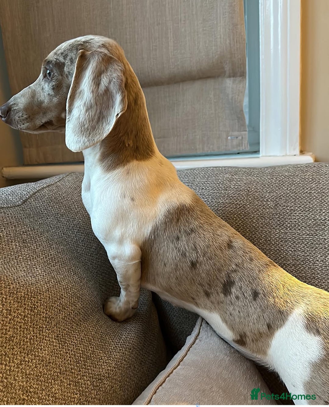 Miniature Dachshund dogs for sale: Miniature dachshund Dottie - Image 4