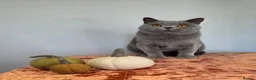 British Shorthair cats for sale: CHAMPION BSH BLUE QUEEN RETIRING  - Advert 4