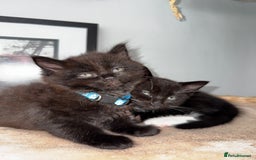 Maine Coon cats for sale: 13week-old fluffy black kitten/part Maine Coon - Image 8