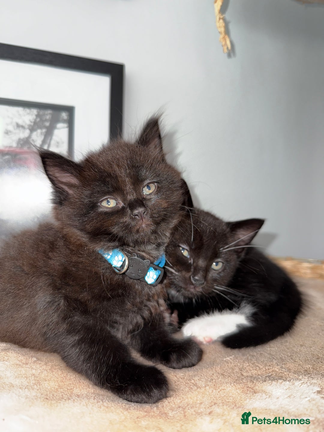 Maine Coon cats for sale: 13week-old fluffy black kitten/part Maine Coon - Image 8