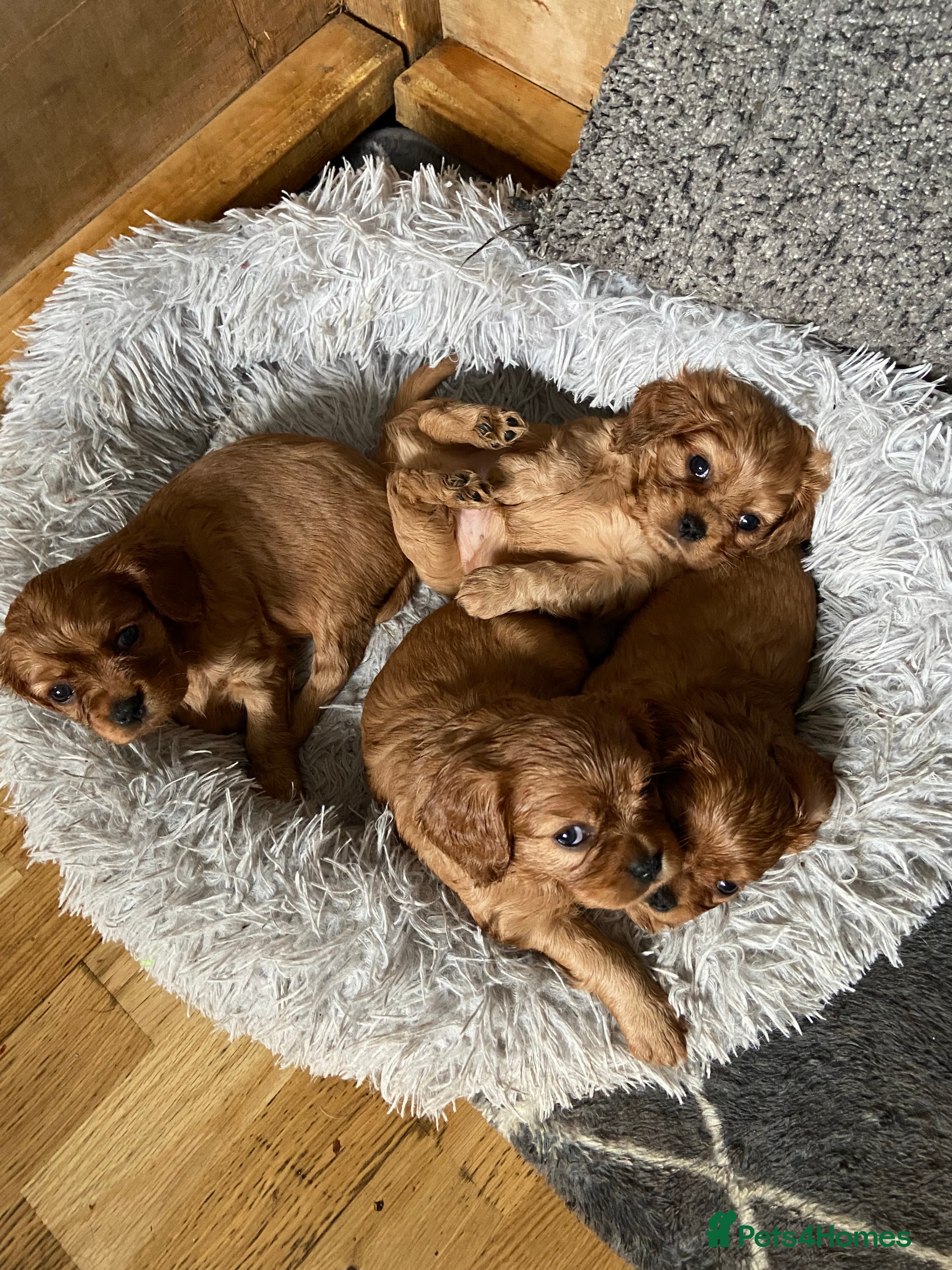 Cavalier King Charles Spaniel dogs Exceptional, ruby pure bred Cavaliers - Advert 18