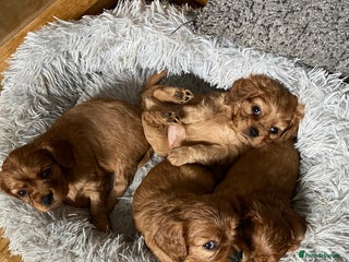 Cavalier King Charles Spaniel dogs Exceptional, ruby pure bred Cavaliers - Advert 17