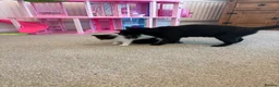 Mixed Breed cats for sale: 2 kittens left! - Advert 7