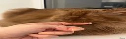 British Longhair cats for sale: Cinnamon British long hair girl 🧡🩷 - Advert 8