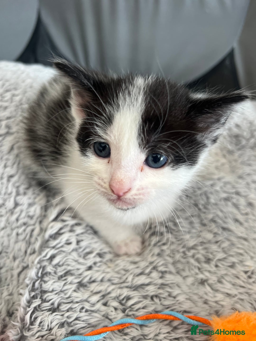 Mixed Breed cats for sale: REDUCED: 2 friendly kittens remain- regime 26/8/25 - Image 3