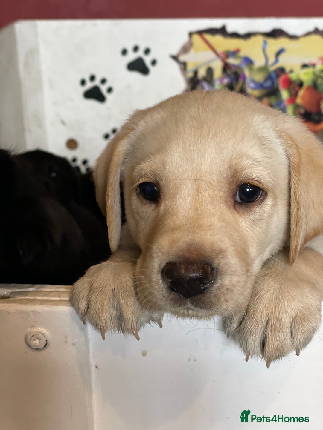 Labrador Retriever dogs for sale: Fabulous KC registered labradors - Image 5