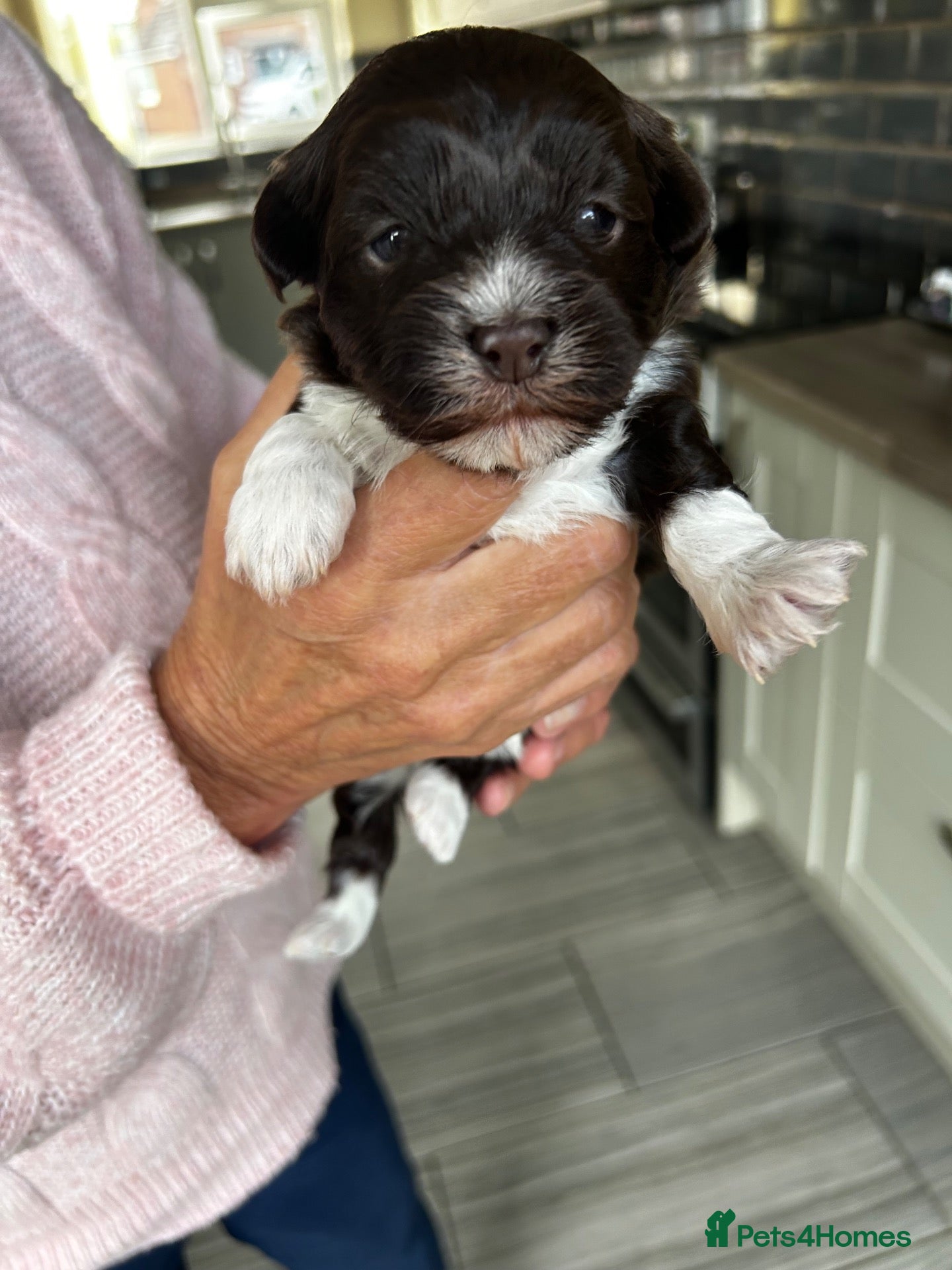 Havanese dogs Stunning pedigree Havanese puppies  - Advert 1